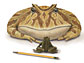 Illustration of giant frog Beelzebufo, the largest frog ever to live on Earth.