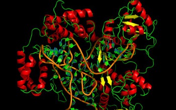 Illustration from computer simulation predicting how 2 regions of a eukaryotic enzyme bind to tRNA.