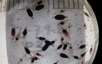 Photo of a container with juvenile gnathiids engorged with fresh blood.