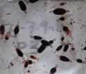 Photo of a container with juvenile gnathiids engorged with fresh blood.
