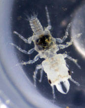 A close-up of an adult male gnathiid.