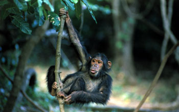 Screen capture from the giant screen film "Jane Goodall's Wild Chimpanzees"