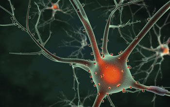Illustration showing the cell body of a neuron