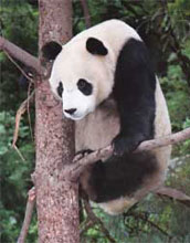 Photo of a giant panda.