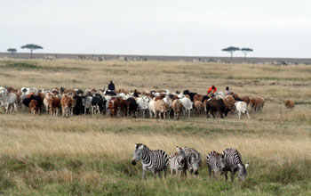 Zebras and cows grazing.
