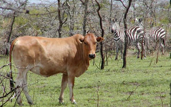 Photo of a cow and zebras in the African rangelands.