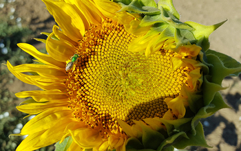 Sunflower being visited by a native bee, the 