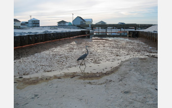 Photo of oil washed up along a Gulf coast beach with a heron in the foreground.