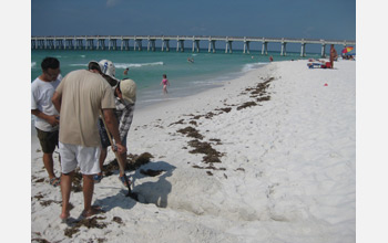 Photo of Ping Wang and colleagues looking beneath the surface of Gulf coast beaches for oil.
