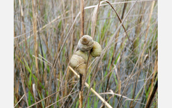 Photo of salt marsh periwinkle snails.