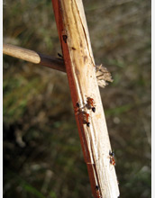 Photo of ants on a stem of marsh grass.