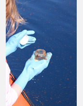 Oceanographer holding an oily sample.