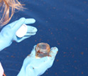 Oceanographer holding an oily sample.