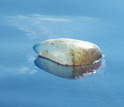 Photo of an oil-soaked jellyfish.