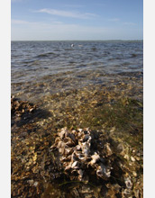 Photo of oysters from the Gulf of Mexico.
