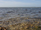 Photo of oysters from the Gulf of Mexico.