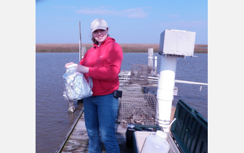 Photo of LSU graduate student Erica Simmons collecting water, sediment and oysters in Cocodrie, La.