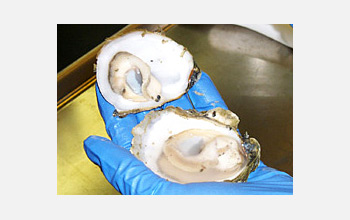 Photo of a gloved hand holding an opened oyster.
