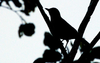 Pale-breasted thrush, Guyana