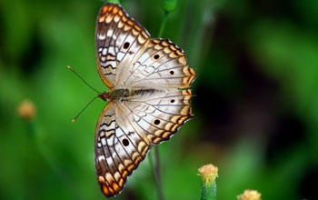 White peacock butterfly, Guyana