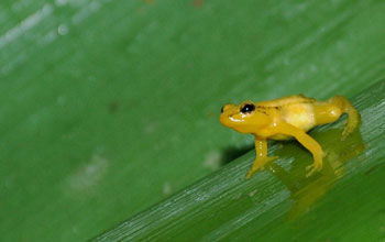 Golden dart-poison frog, Guyana