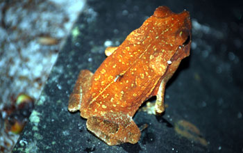 Frog mosquito, Guyana