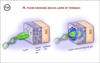 Illustration showing H. pylori liquefying stomach mucin to cross over to the epithelial cells.