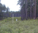 scientists in a corridor connecting two fire ant sites in a forested area