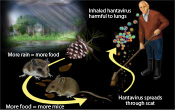 Contact with rodents and their waste puts humans at risk for exposure to hantavirus.