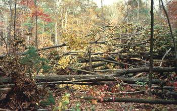 Photo of NSF's Harvard Forest site with trees down.