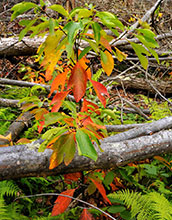 A photo of Sassafras leaves growing between branches.