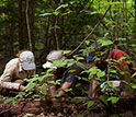 Photo of threeHarvard Forest ecologists examining wood in the hurricane re-creation experiment.