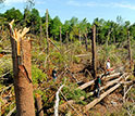 A photo of broken and snapped-off trees at a tornado impact area in Southbridge, Mass., in 2011.