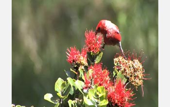 Endemic Hawaiian bird feeding on nectar of flower.