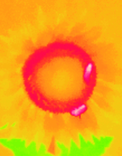 This mature sunflower was imaged using forward-looking infrared (FLIR) imaging; bees are white.