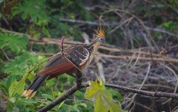 hoatzin bird in a tree