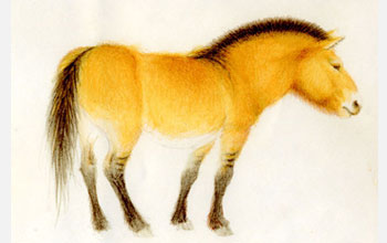 Reconstruction of the tarpan, or wild European horse, Equus ferus.