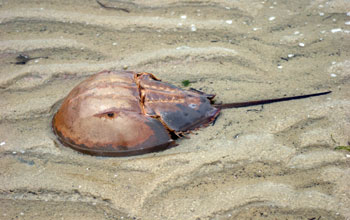 Photo of a horseshoe crab.