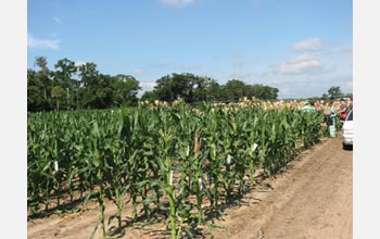 Photo of researchers tending to a test batch of heat-tolerant corn.