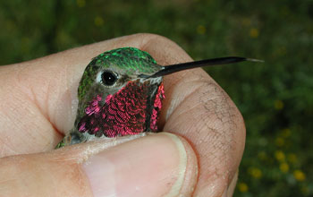 Photo of a researcher holding a male broad-tailed hummingbird.