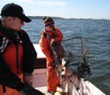 Scientists Jeff Shields and Anna Coffey of VIMS pull a crab pot from the water