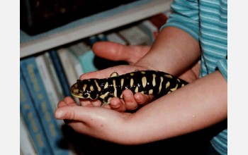 Adult hybrid salamander.