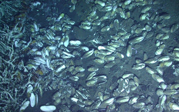 a dense bed of clams covered with snails and galatheid crabs.