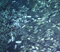 a dense bed of clams covered with snails and galatheid crabs.