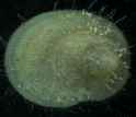 limpet-of-the-deep living on mussels near warm hydrothermal vent waters.