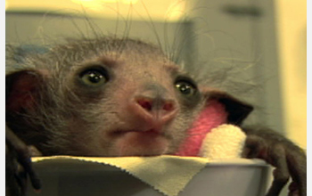 Dean Gibson and Anne Yoder talk about the rare baby aye-aye born at the Duke Lemur Center.