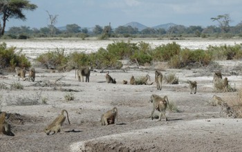 Baboon group in Amboseli, Kenya