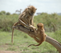 A juvenile and an infant baboon play together on a tree snag