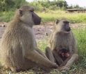 Adult female baboon with a one-day-old infant, sitting with an adult male baboon.