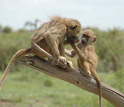 Infant baboon reaching toward an older juvenile who is feeding.